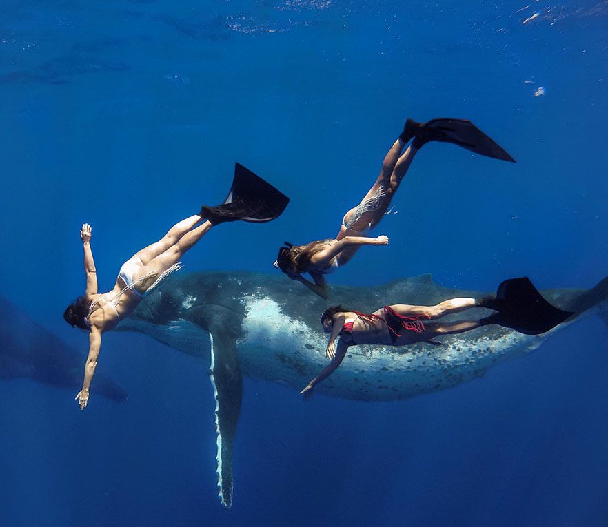 Photo de Mandy-Rae faisant de la plongée en apnée avec une baleine