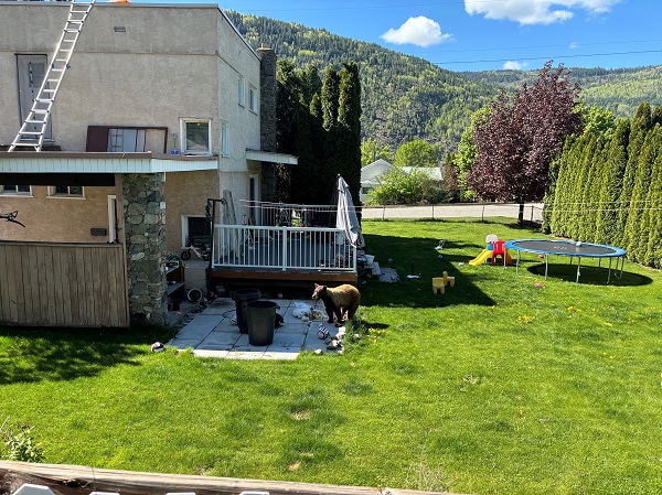 Bear photographed in Trail, BC backyard