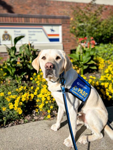 Loki in front of Ridge Meadows RCMP detachment