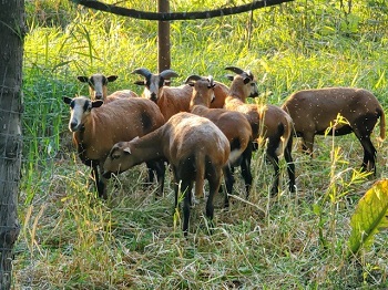 moutons de la Barbade à ventre noir