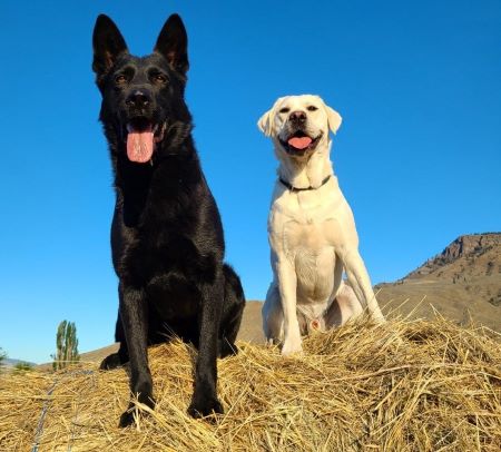 Une chienne noire est assise à côté d’un chien à poil blond plus petit qu’elle