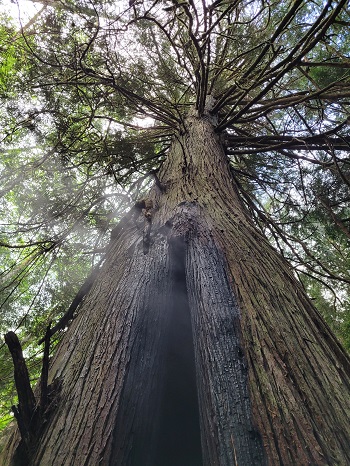 tree damaged by fire