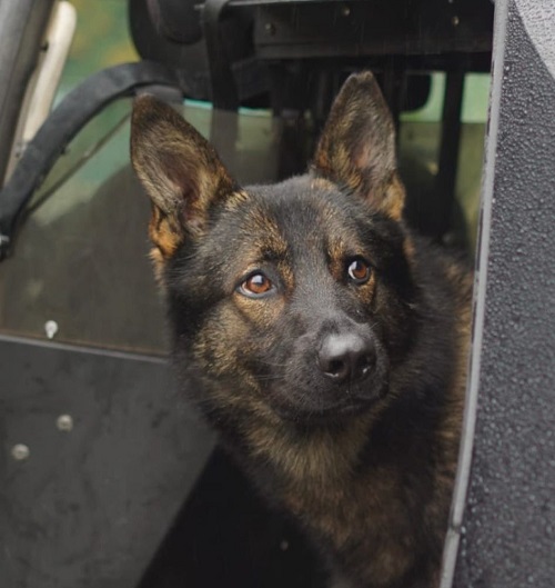 photo of police service dog mavrick