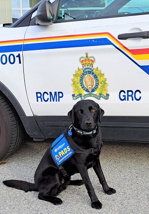 Serrano, the PADS accredited dog sitting in front of a Powell River RCMP police car