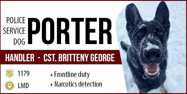 Police service dog Porter is a German Shepard and is black. He is standing in the snow and his nose is covered in snow  |  Police Service Dog Porter, Handler - Cst. Britteny George, 1179, LMD, Frontline duty and narcotics detection.