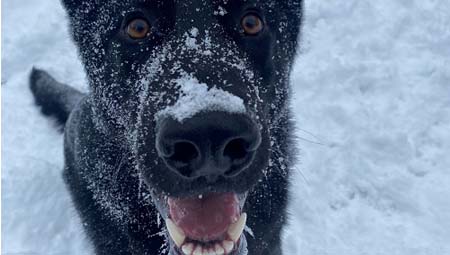 Le chien de police Porter, un berger allemand à poil noir, est assis sur le sol enneigé et a le nez couvert de neige.